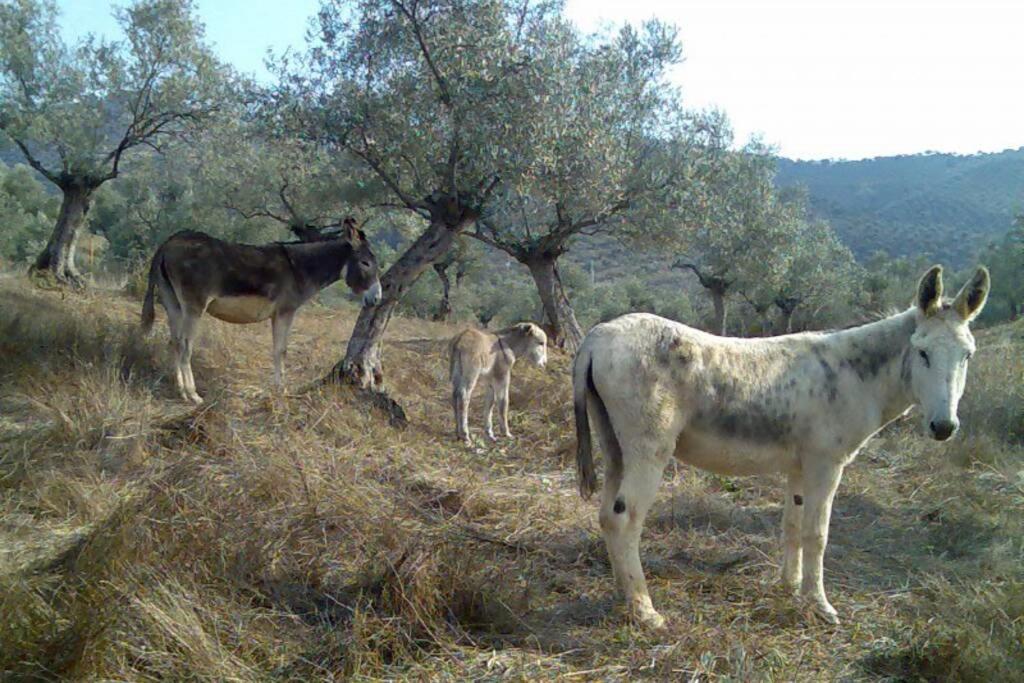 Cortijo "Era Grande 2" Βίλα Κόρδοβα Εξωτερικό φωτογραφία