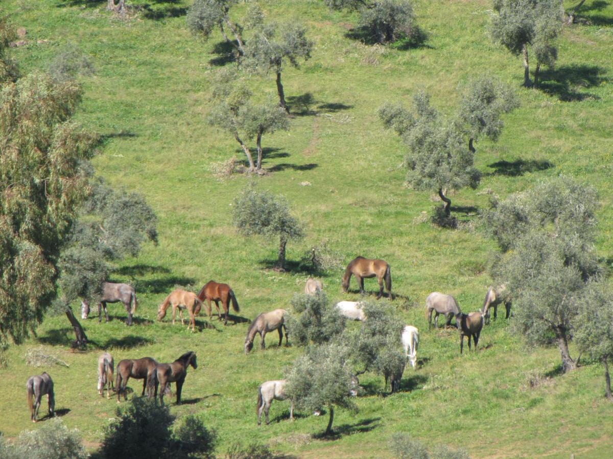 Cortijo "Era Grande 2" Βίλα Κόρδοβα Εξωτερικό φωτογραφία