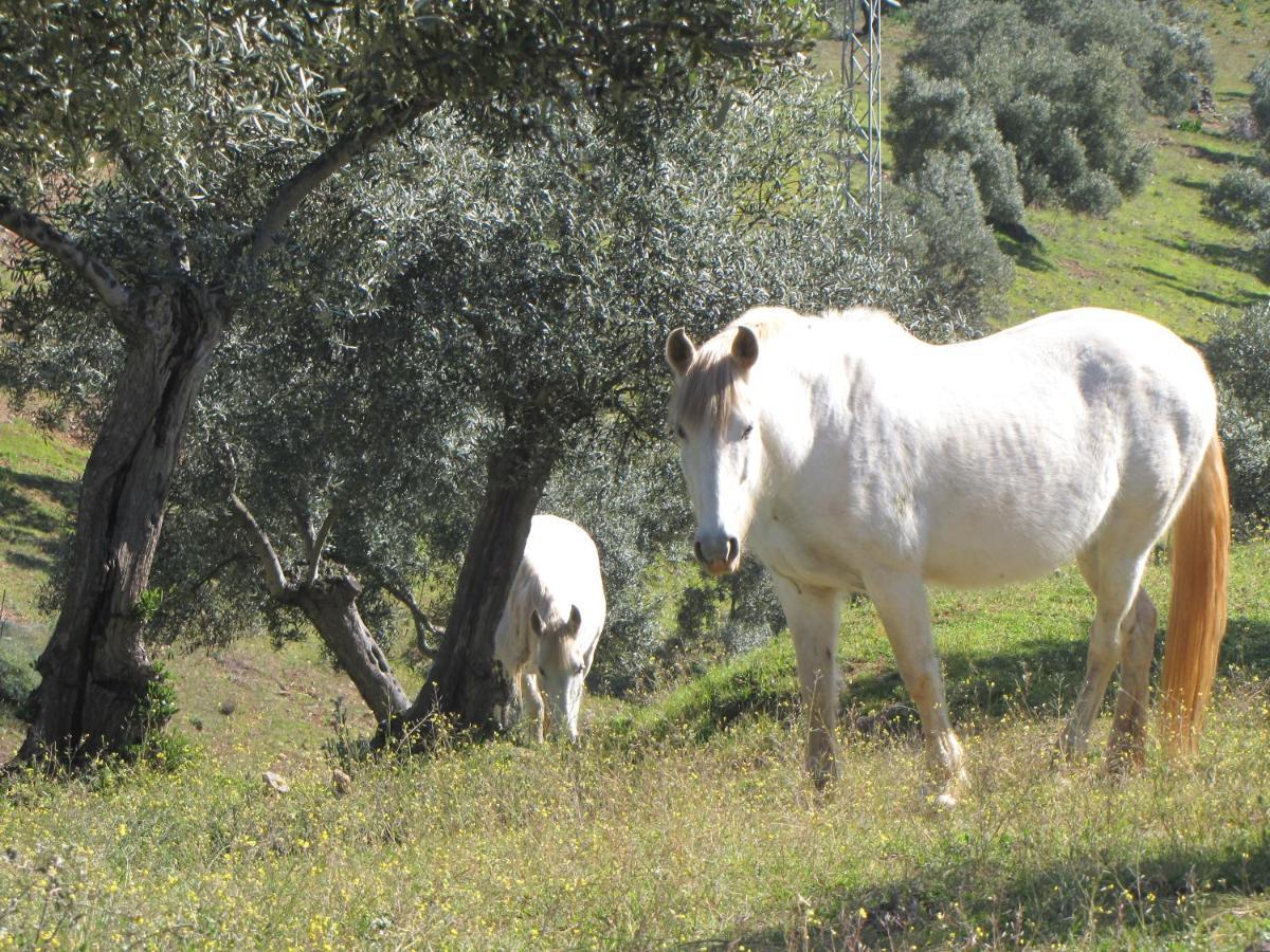 Cortijo "Era Grande 2" Βίλα Κόρδοβα Εξωτερικό φωτογραφία